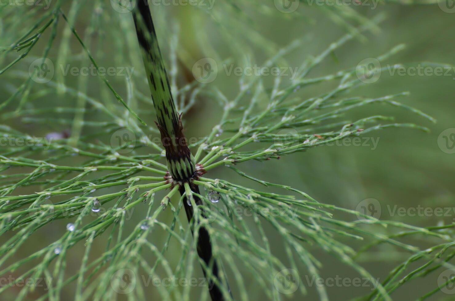 Leaf node of a wood horsetail Equisetum sylvaticum in Sweden. photo
