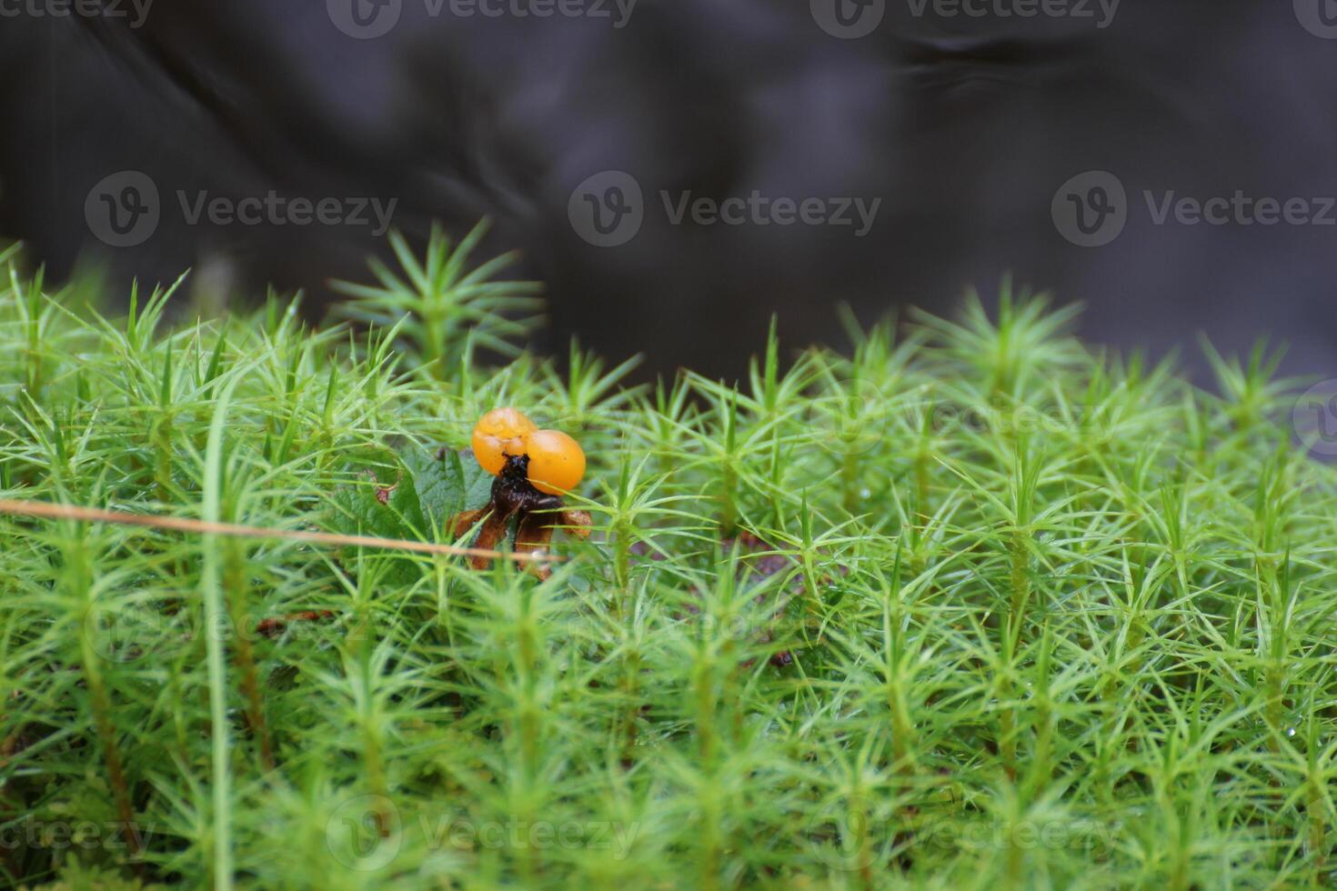 Single cloudberry Rubus chamaemorus in sweden between moss with water bokeh The cloudberry is common in northern Europe and a symbol for Sweden photo