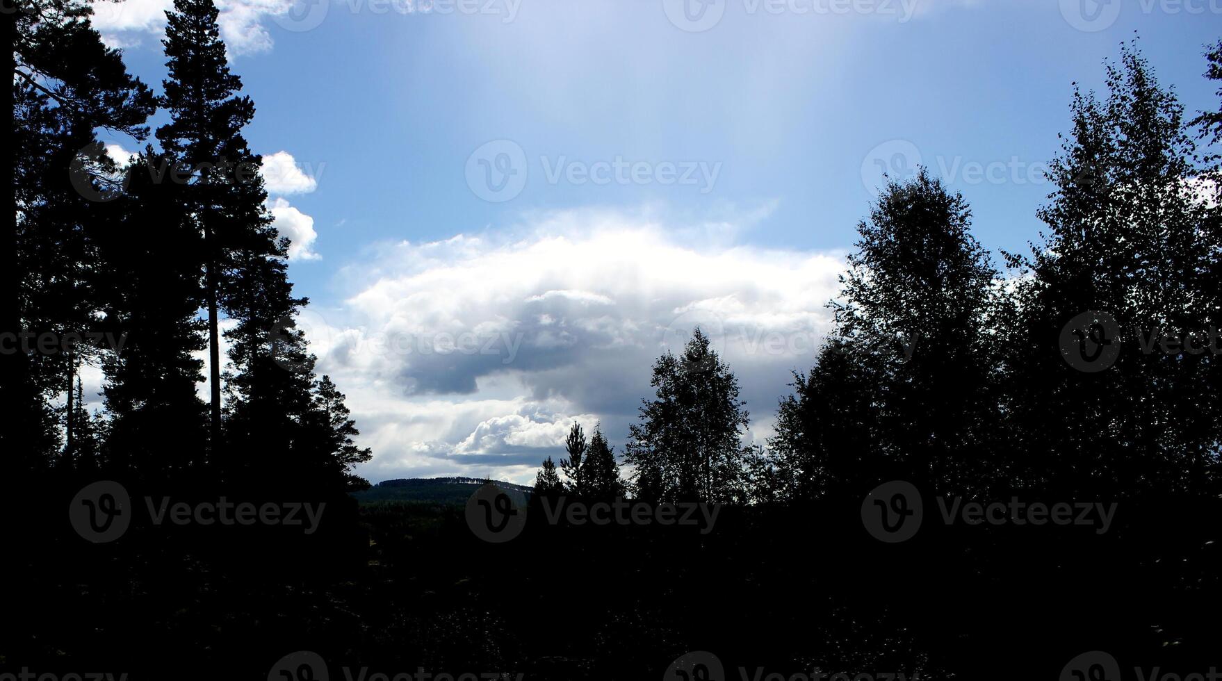 Forest silhouette on blue sky. photo