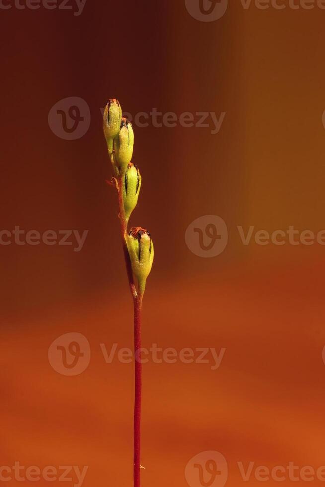 Macro of small blossoms of common sundew Drosera rotundifolia. photo