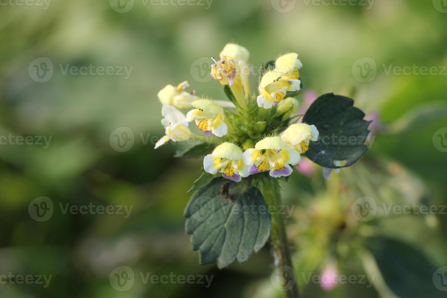 Large-flowered Hemp-nettle Galeopsis speciosa with blossoms photo