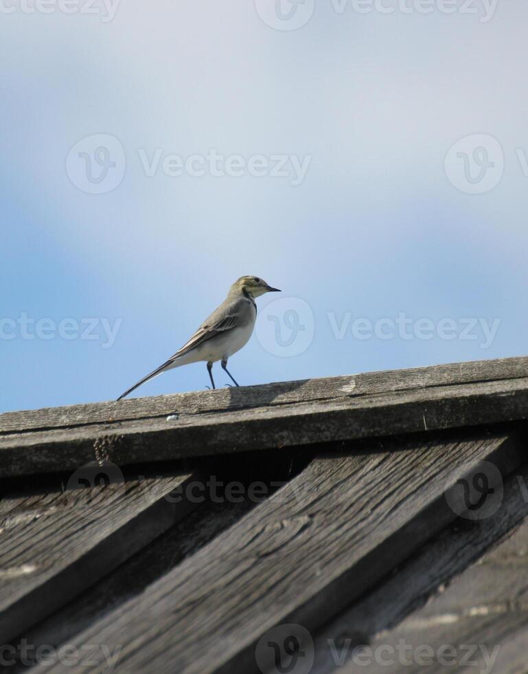 White wagtail Motacilla alba on the roof of a wooden house. photo