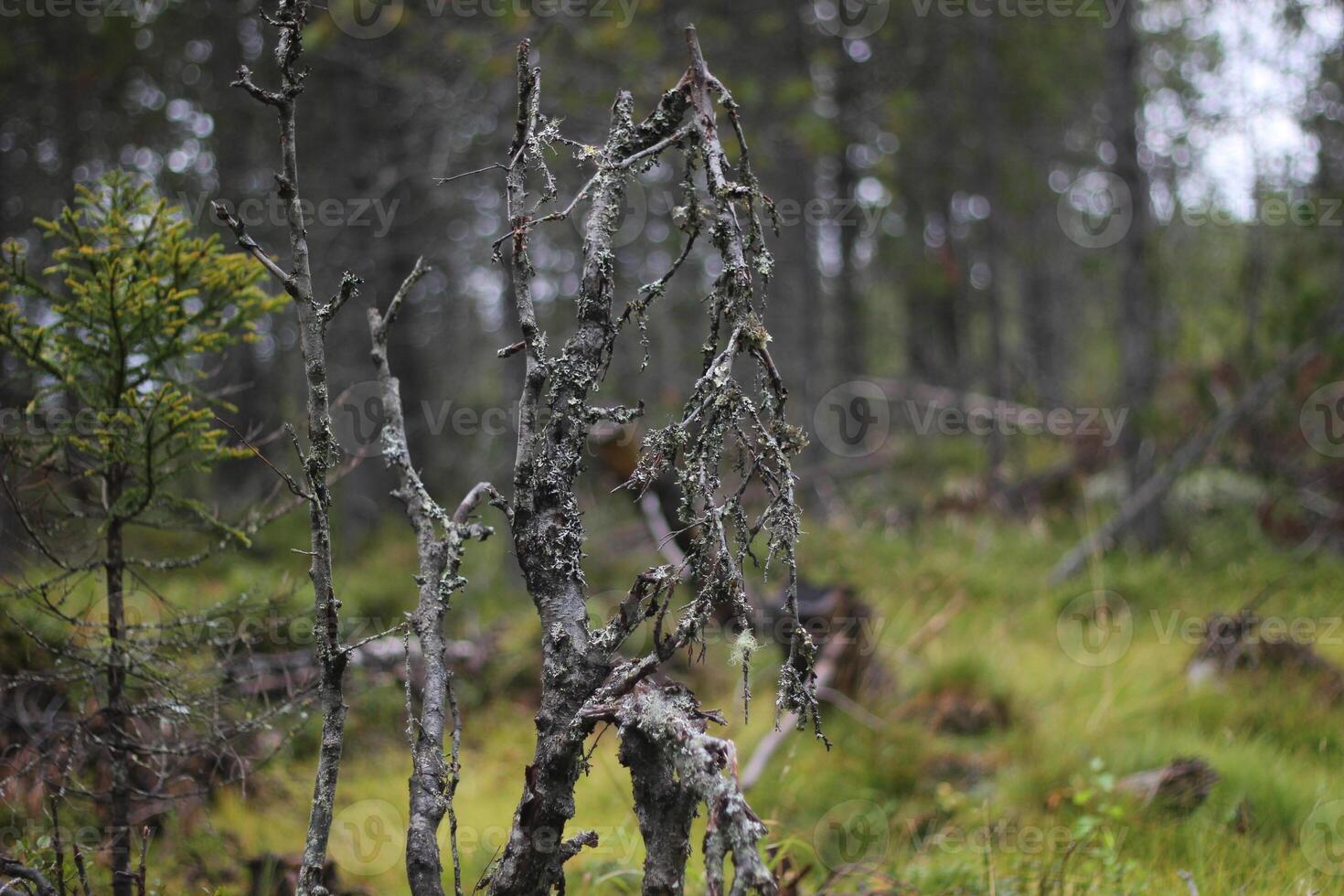 Dead plants in Swedish bog in Varmland. photo