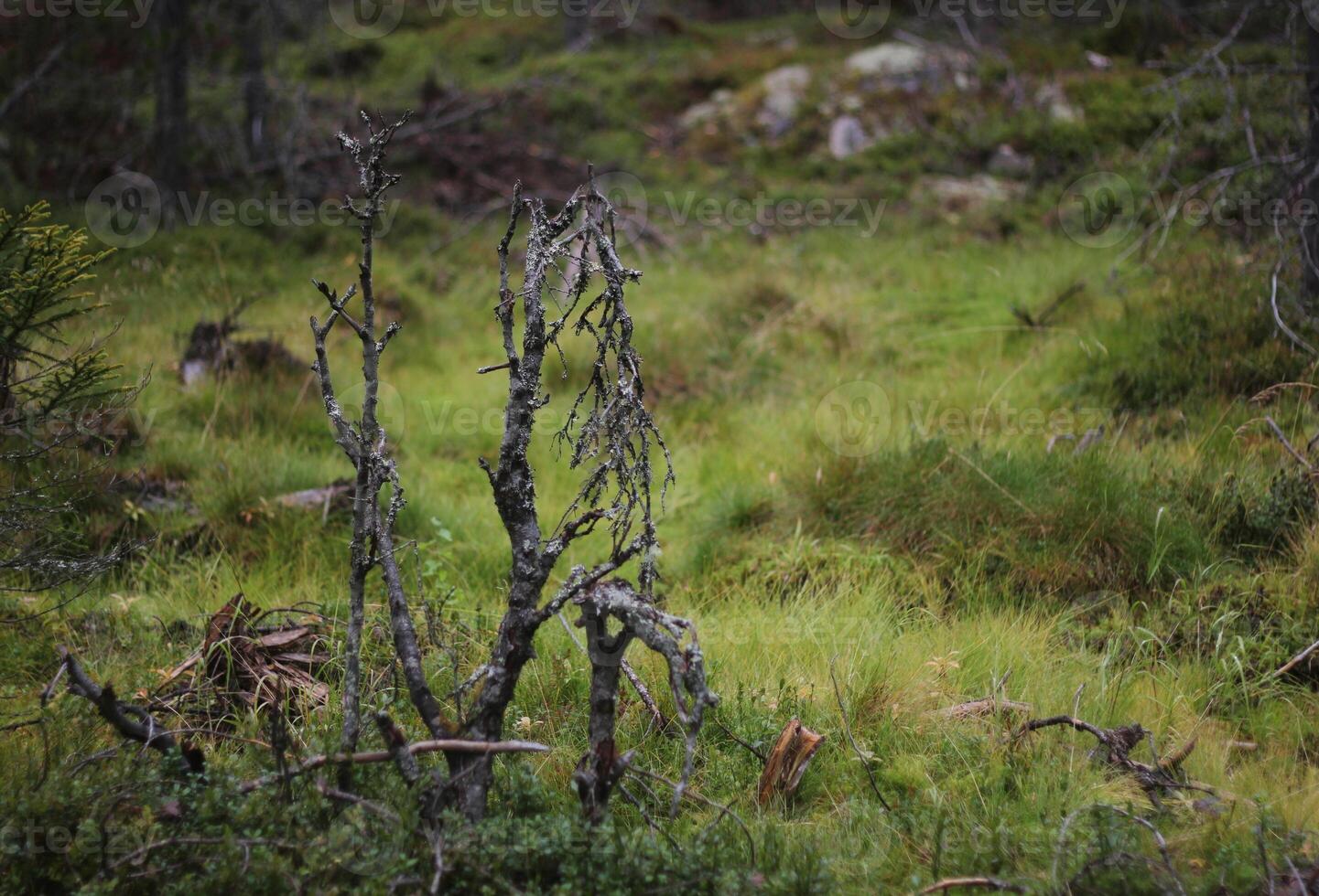 Dead plants in a Swedish bog in Varmland photo