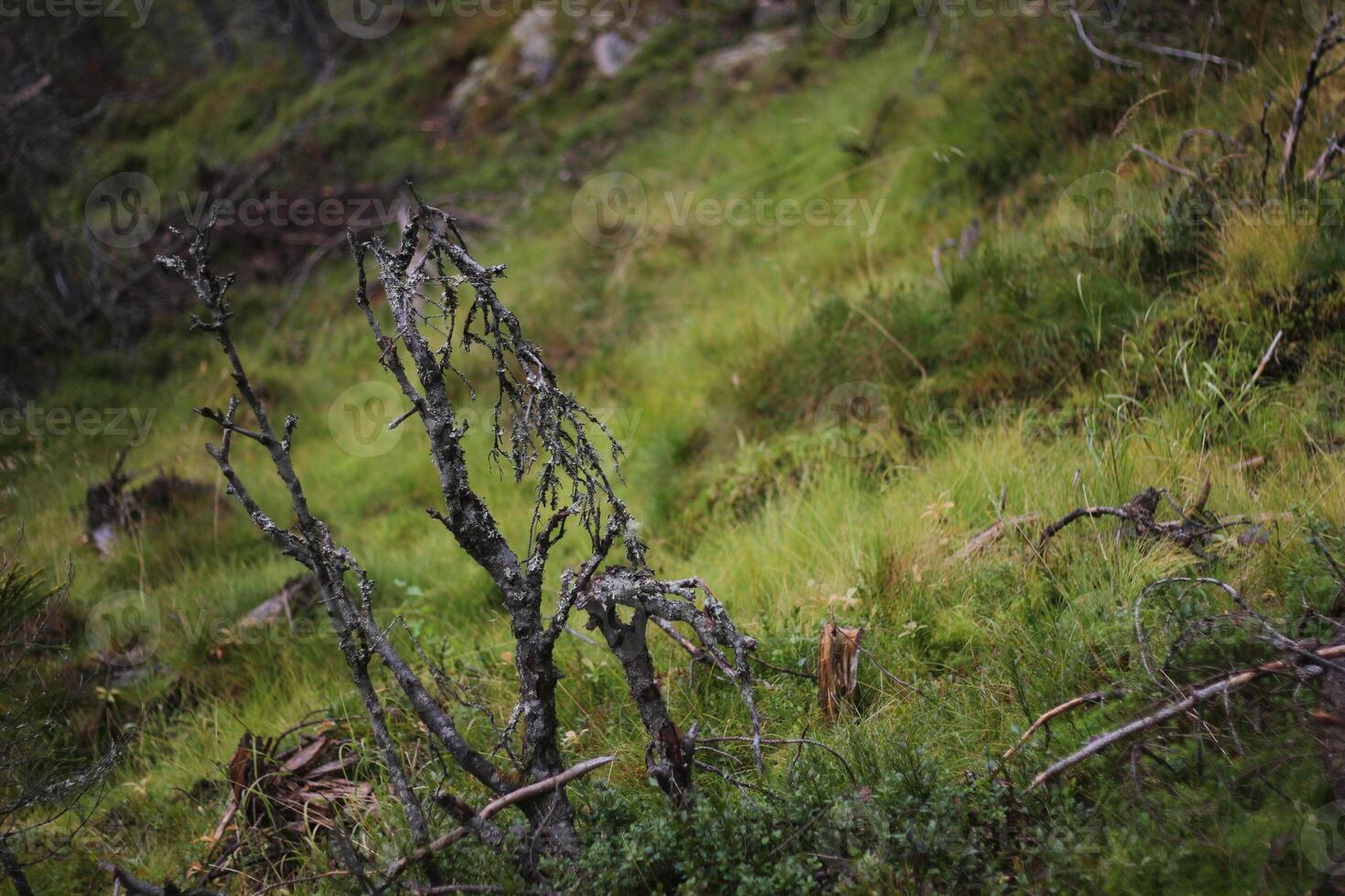 Dead plants in a Swedish bog in Vaermland photo