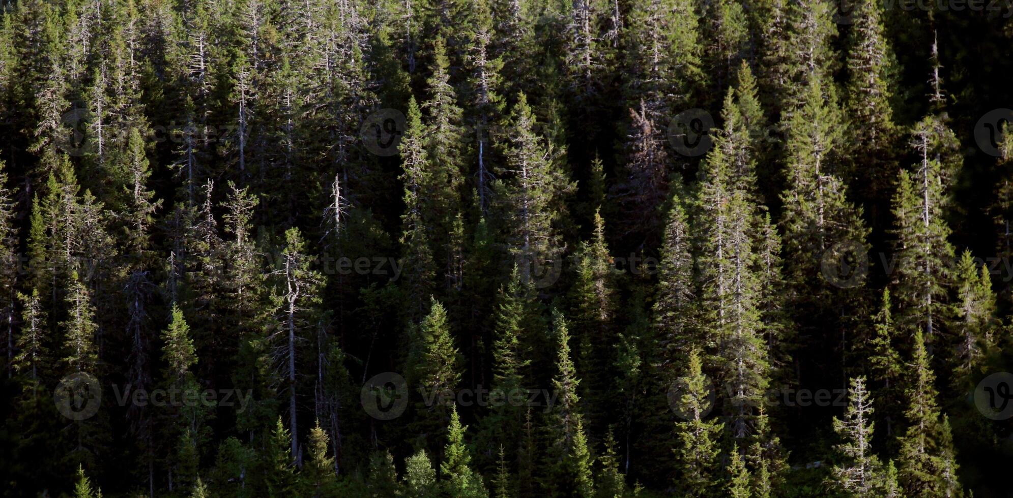 Background of a mountain forest, the light reveals only the canopies of the trees. photo