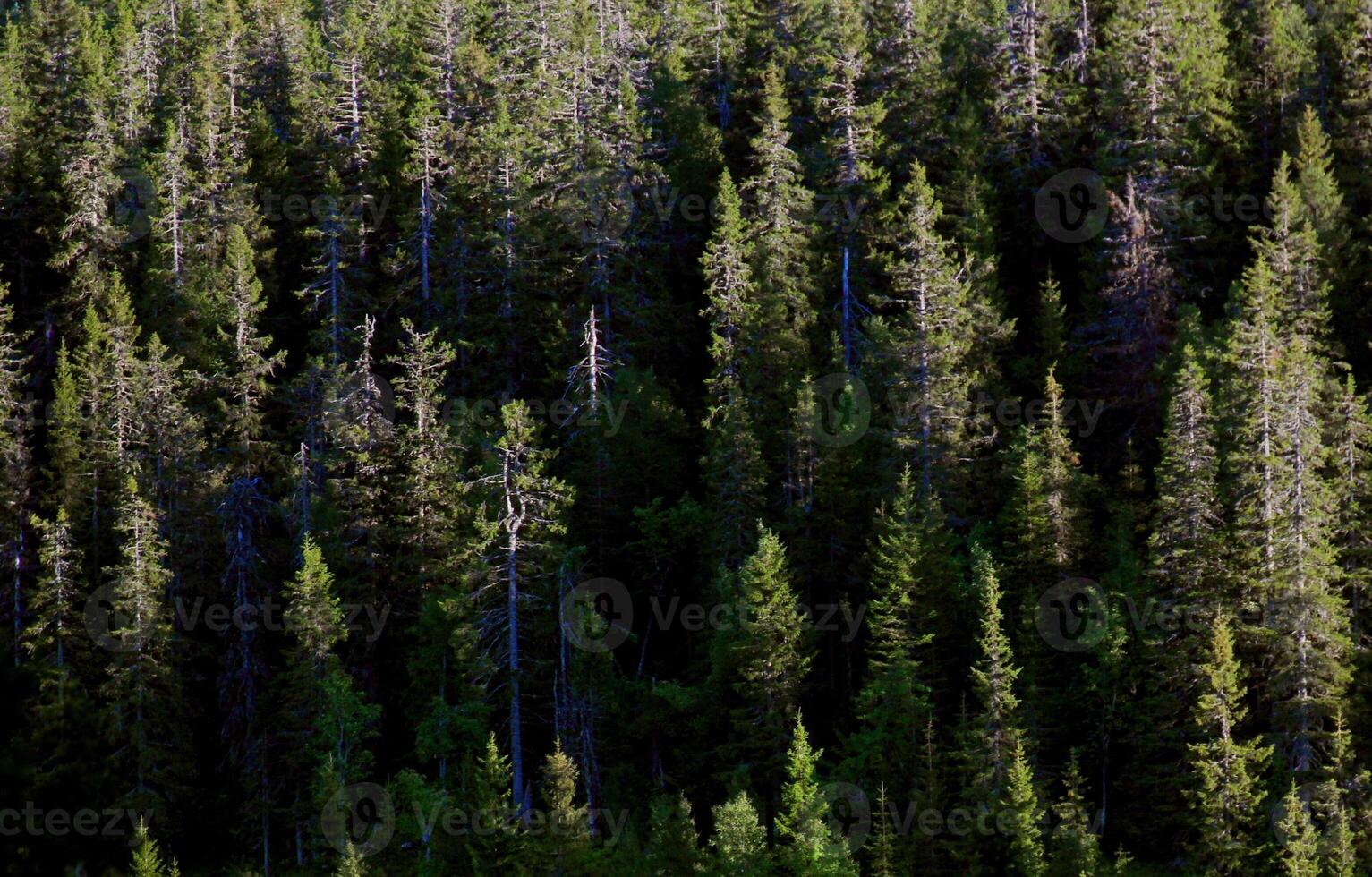 Background of a mountain forest, light reveals only canopies of trees. photo