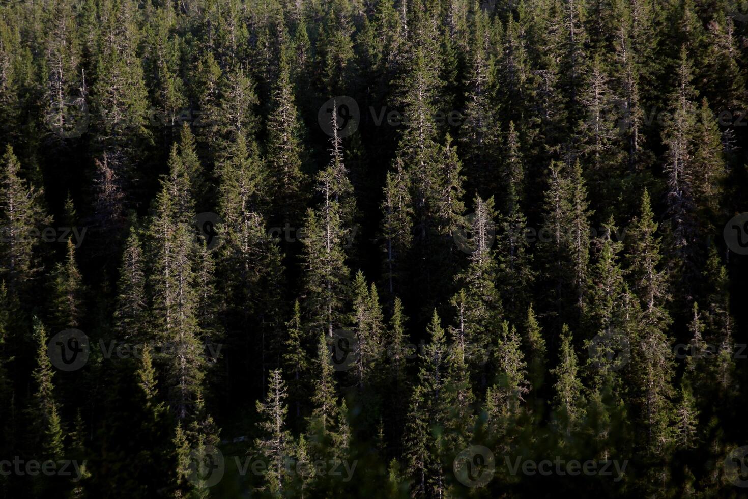 Background of a mountain forest, light reveals only canopies of trees photo