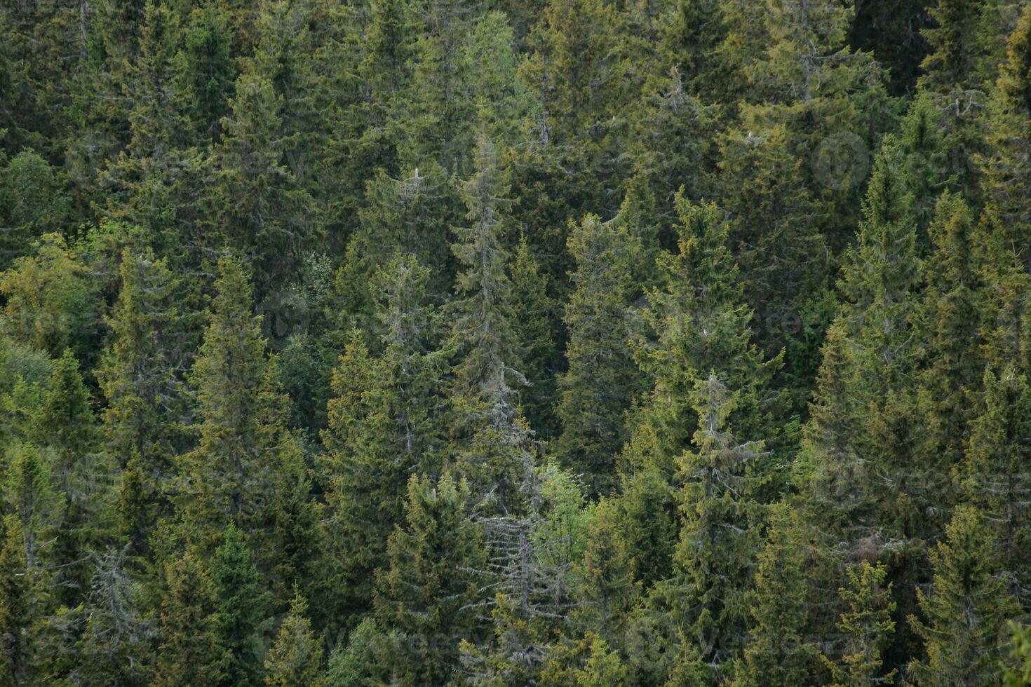 Background of a mountain forest. photo