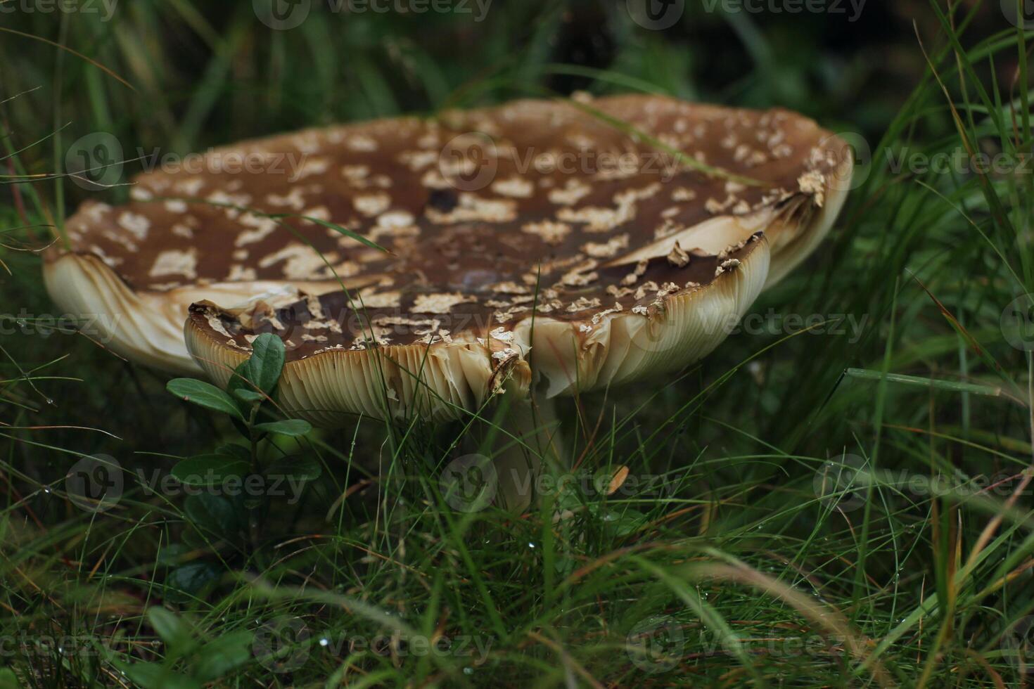 The poisonous panther cap Amanita pantherina in Vrmland, Sweden. photo