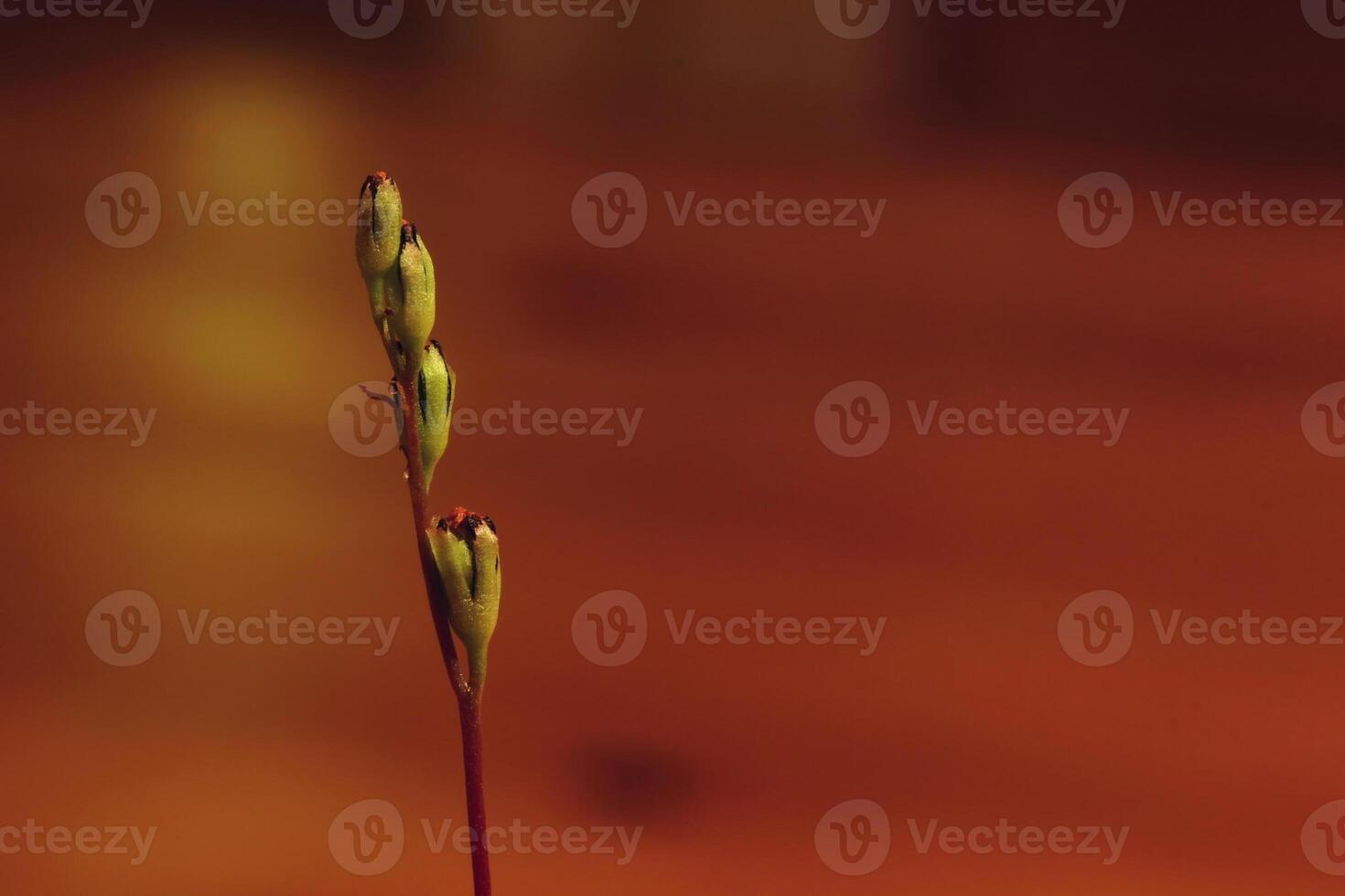 Macro of small blossoms of the common sundew Drosera rotundifolia photo
