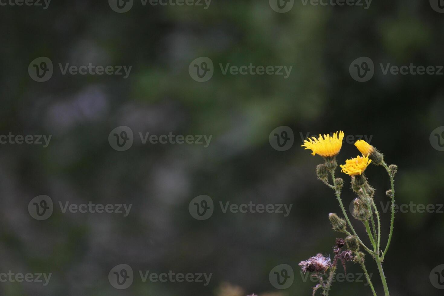 Blossom of the marsh sow-thistle Sonchus palustris. photo
