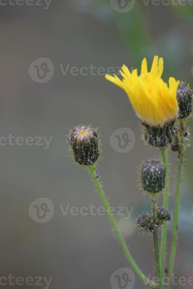 Blossom of the marsh sow-thistle Sonchus palustris photo