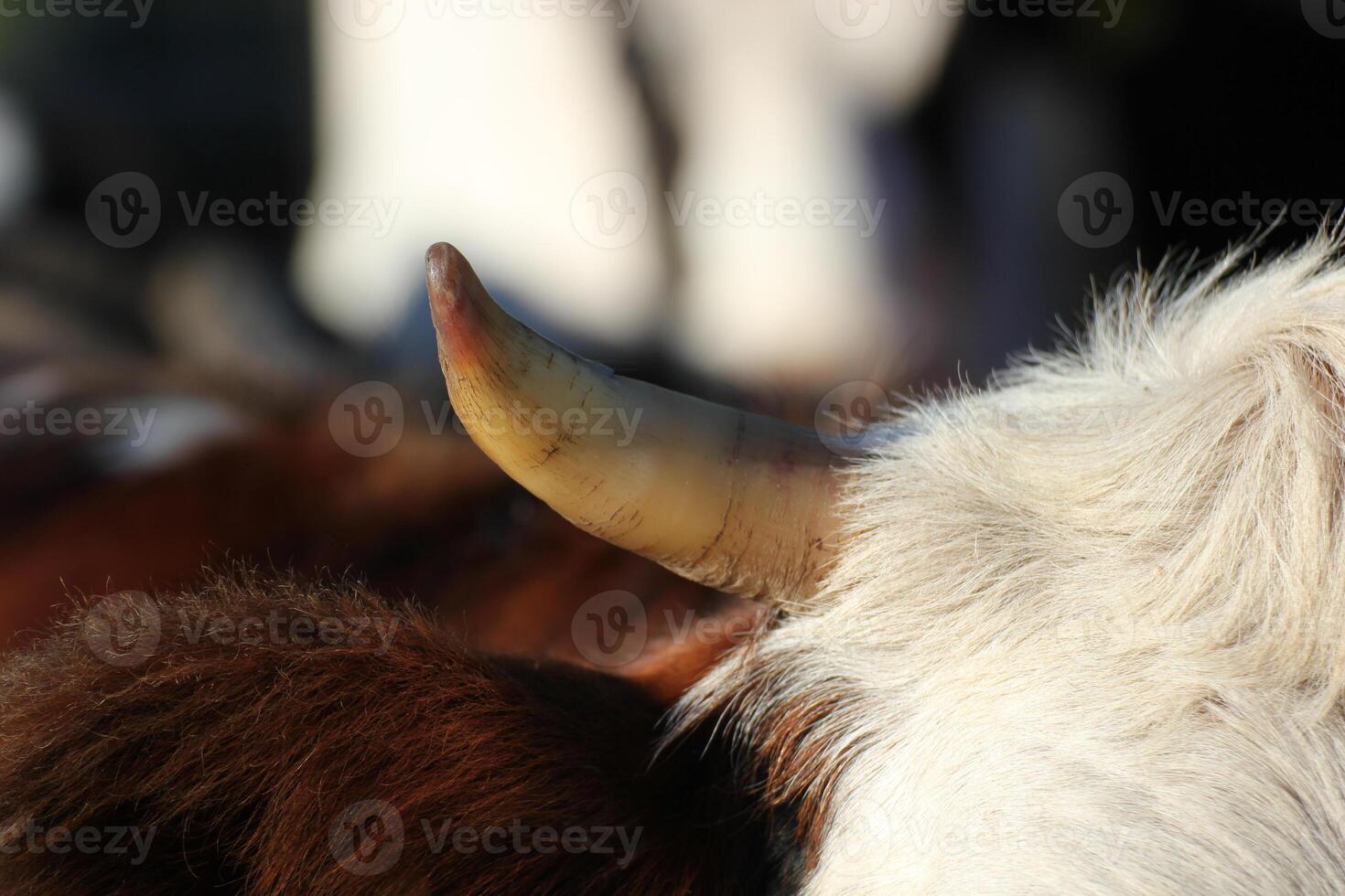 Horn of cattle in sunlight. photo