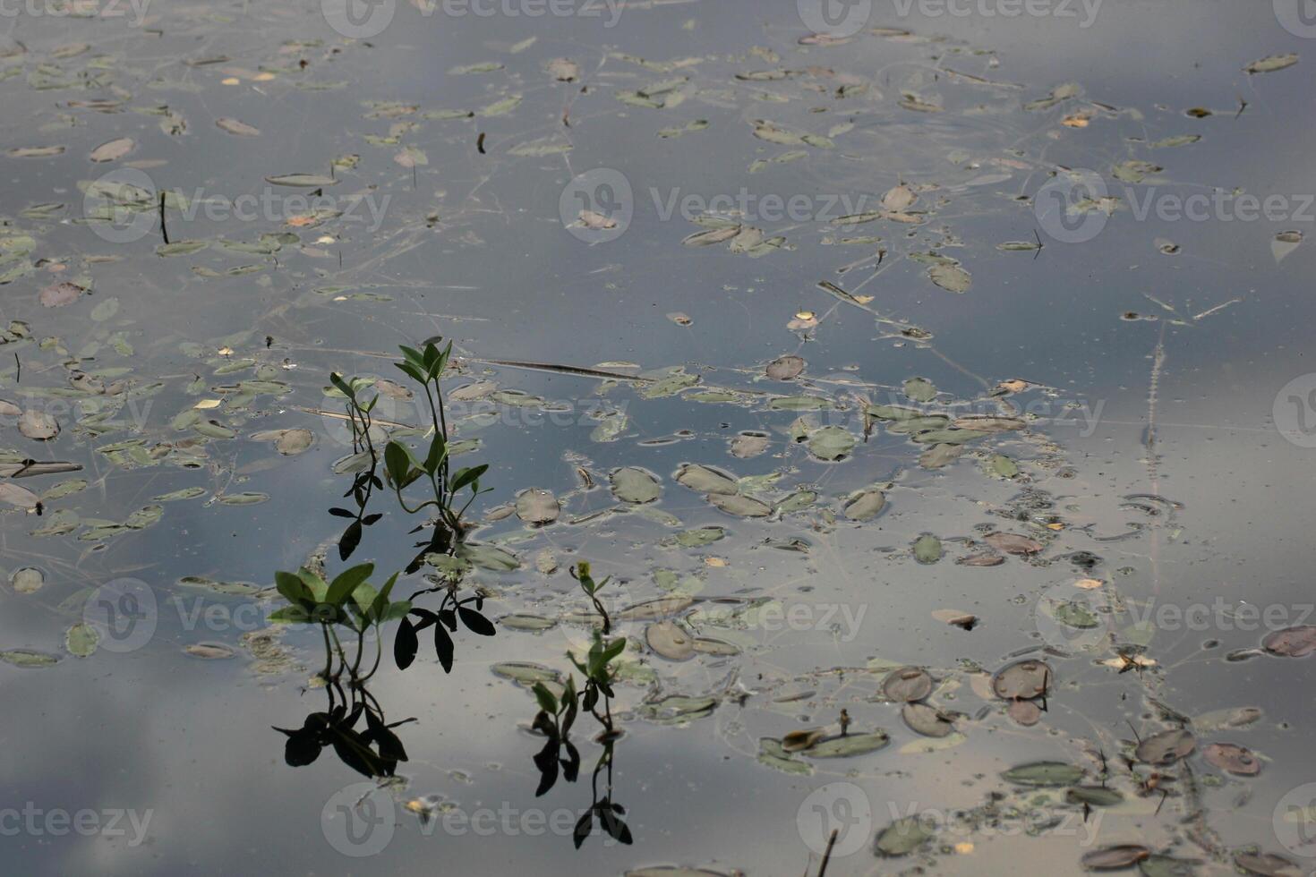 Water with sky reflections and buckbean Menyanthes trifoliata photo