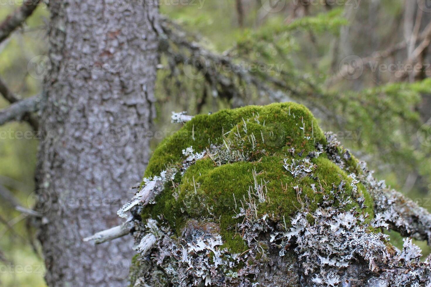 Moss and lichen with a stem in the background. photo