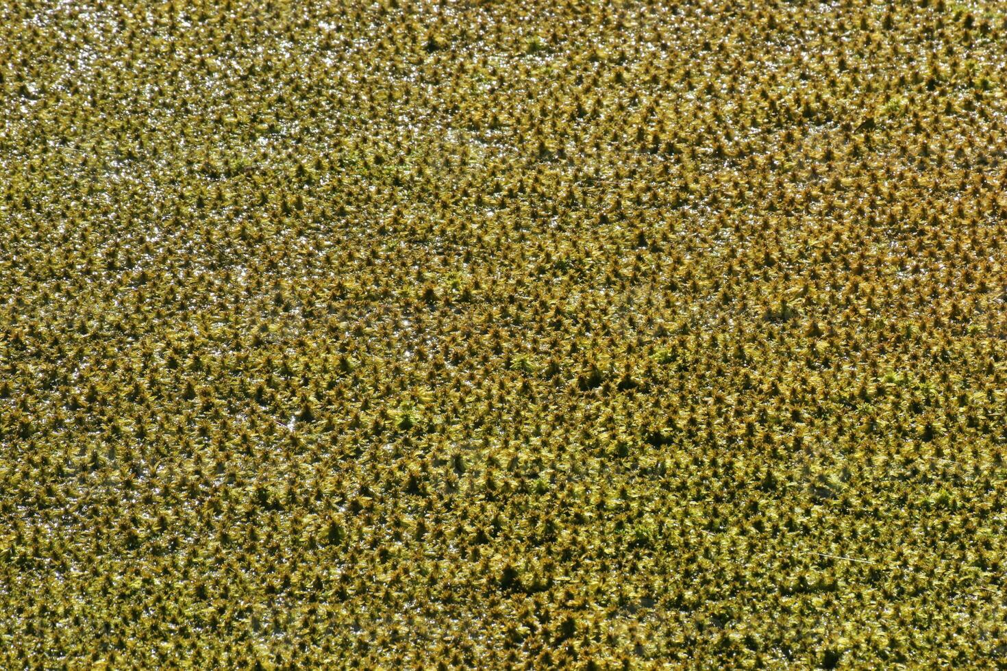 Wet moss in a bog. photo