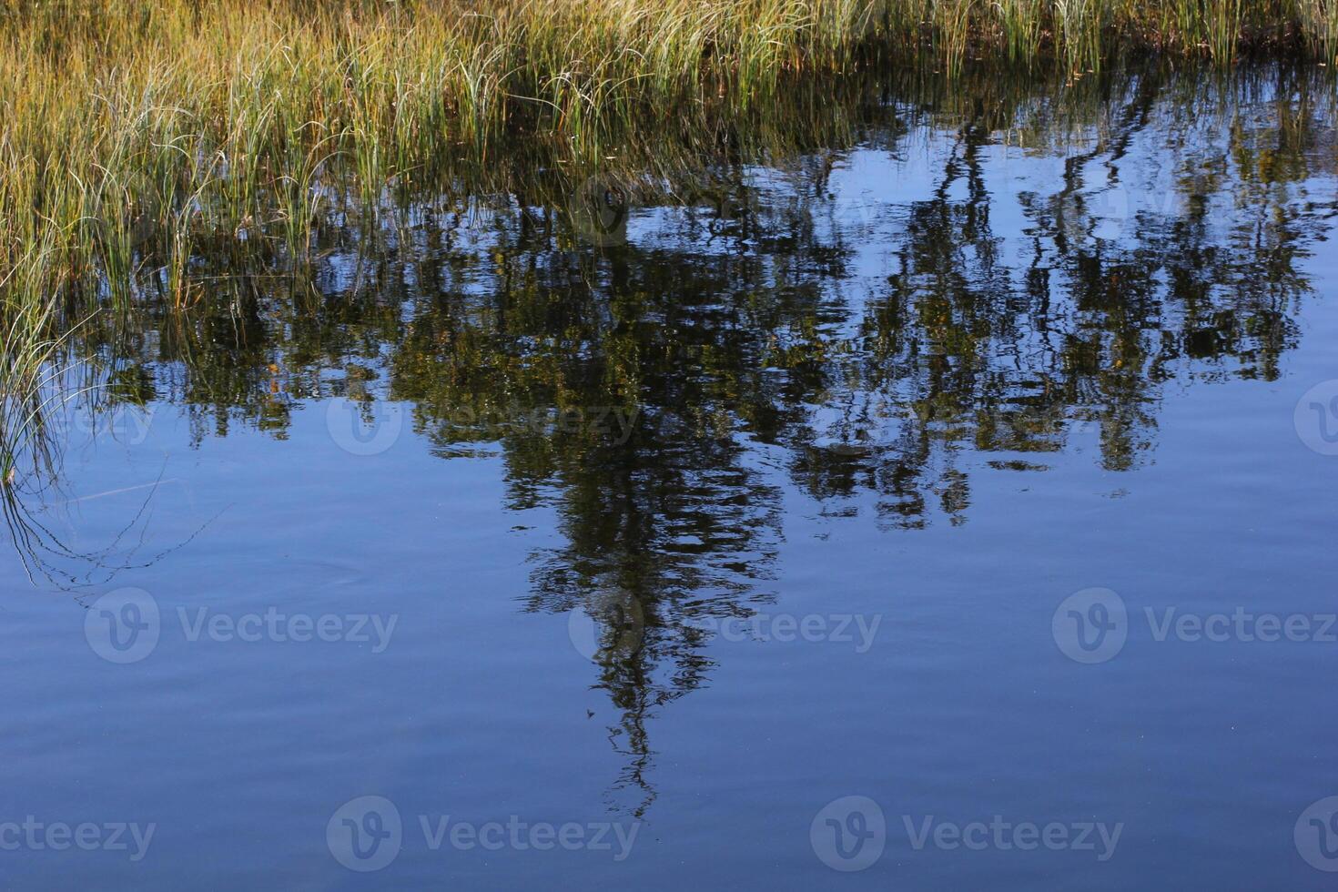Tree reflections on lake and grass. photo