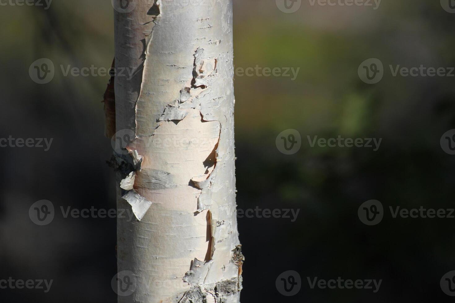 Paper-like bark of a birch Betula tree. photo