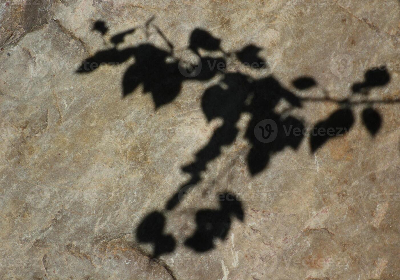 Shadows of leaves and twig on a big rock photo