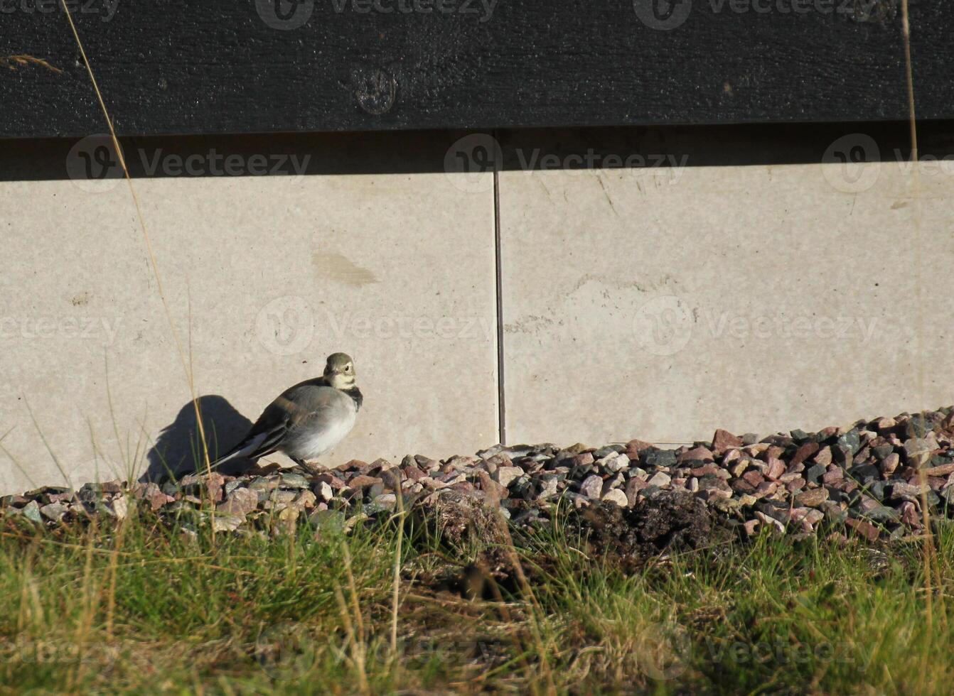 White wagtail Motacilla alba sitting on the ground in front of house photo