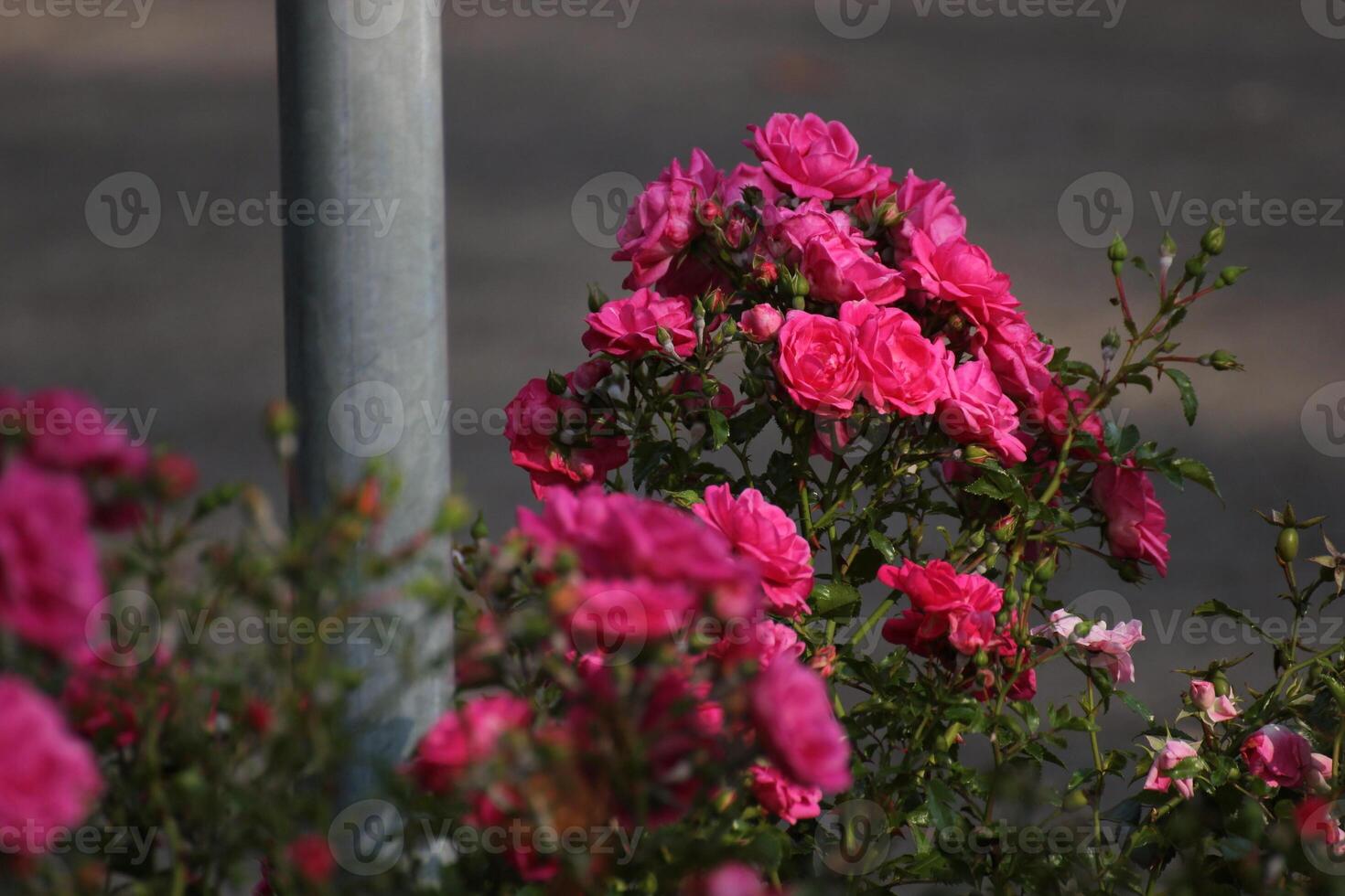 Rose in the city with gray surroundings. photo