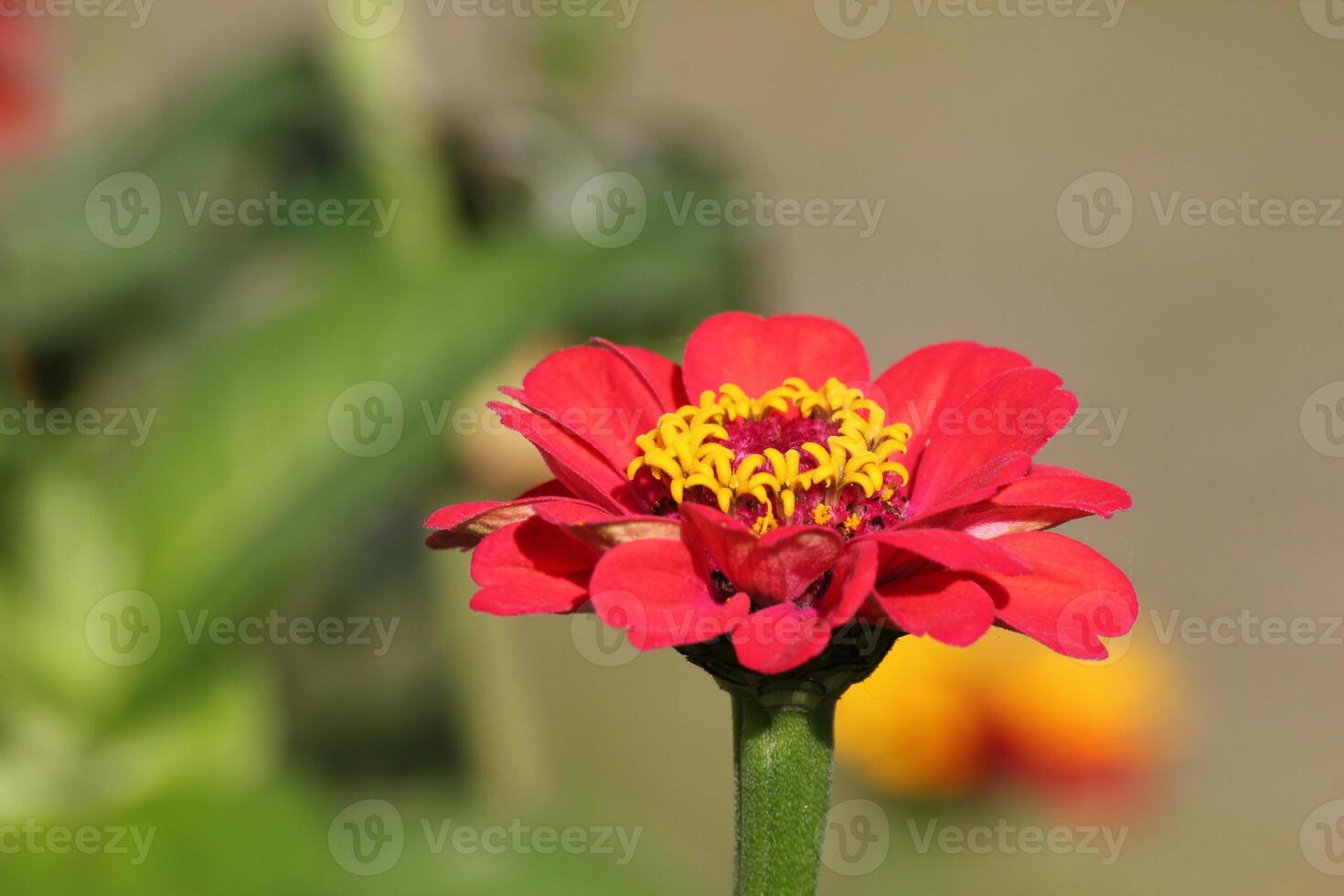 Flower head of a common zinnia Zinnia elegans syn. Zinnia violacea. photo