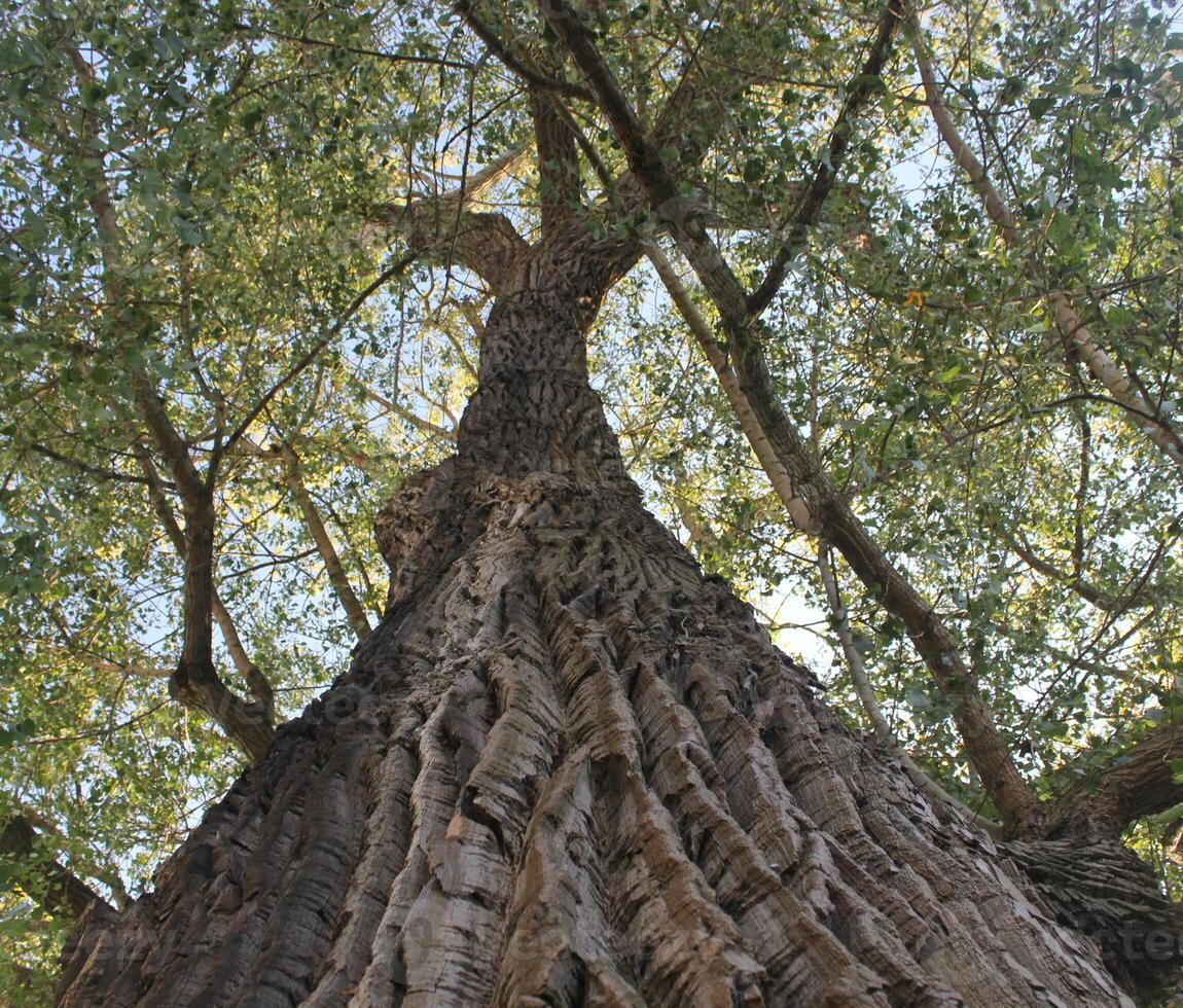 View from below a mighty linden tree Tilia. photo