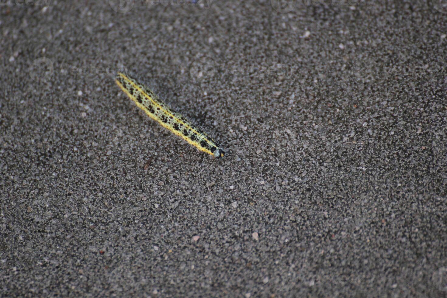 Caterpillar of the large white Pieris brassicae on asphalt. photo