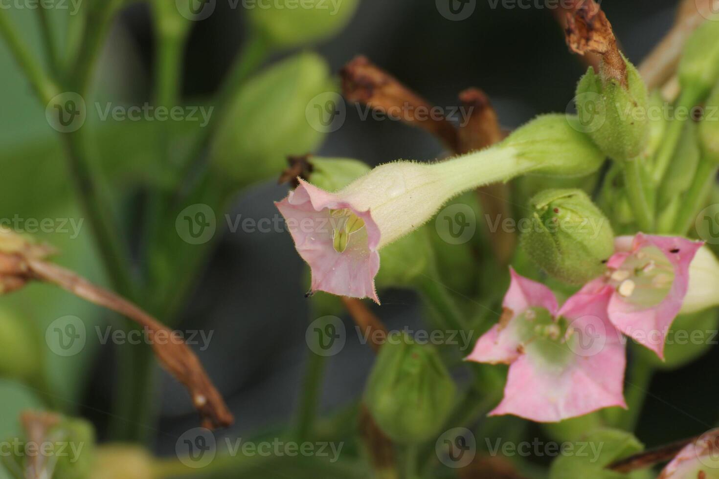 Blossoms of cultivated tobacco Nicotiana tabacum. photo