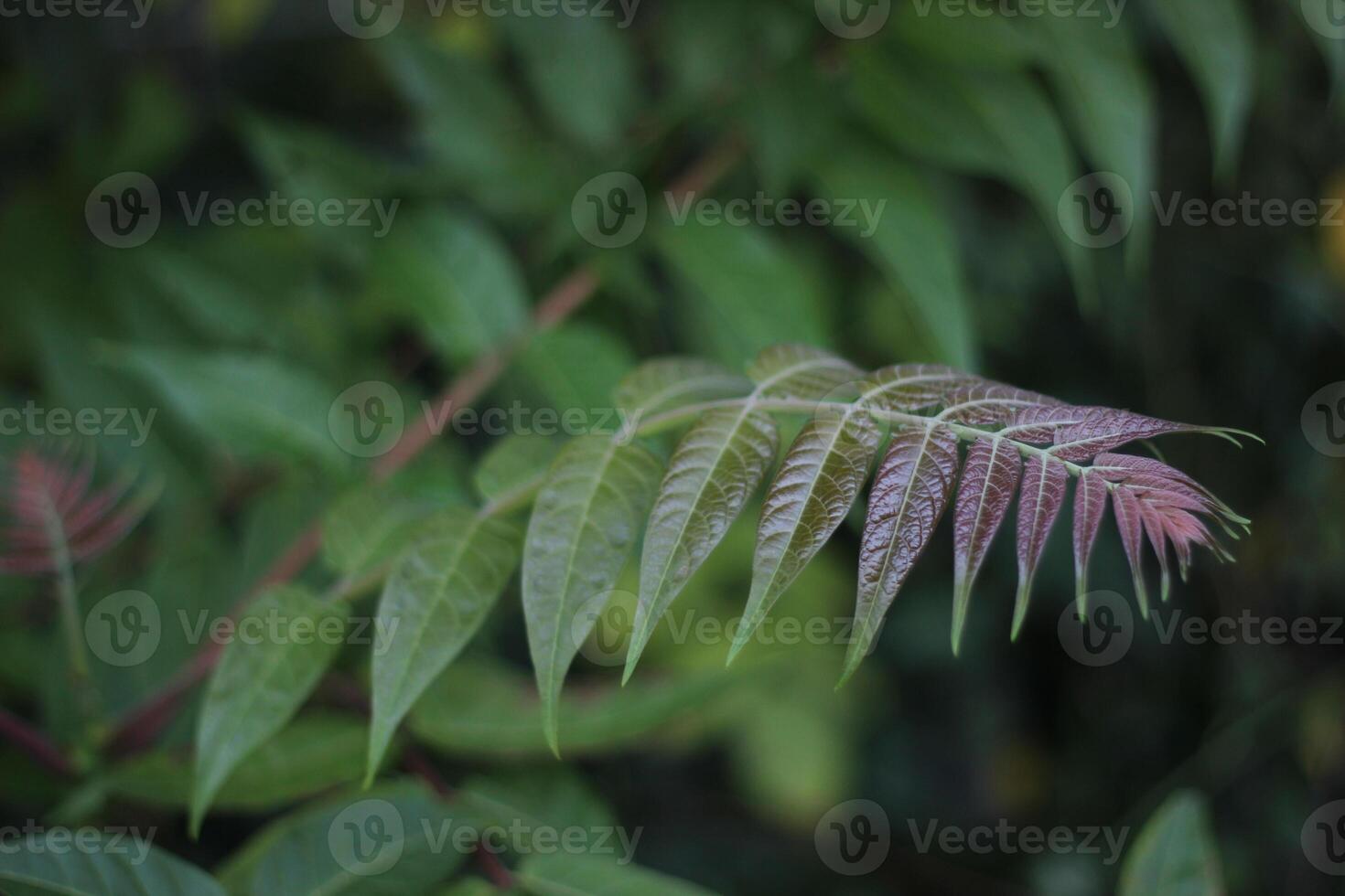 Pinnate leaves with red and green colors photo