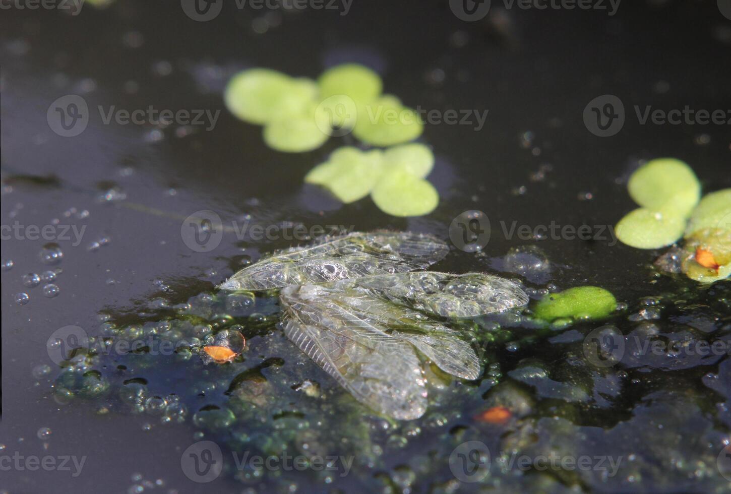Wings of an insect floating on water surface. photo