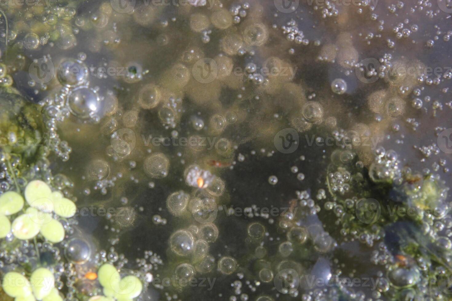 Shallow water with algae, duckweed, and air bubbles. photo