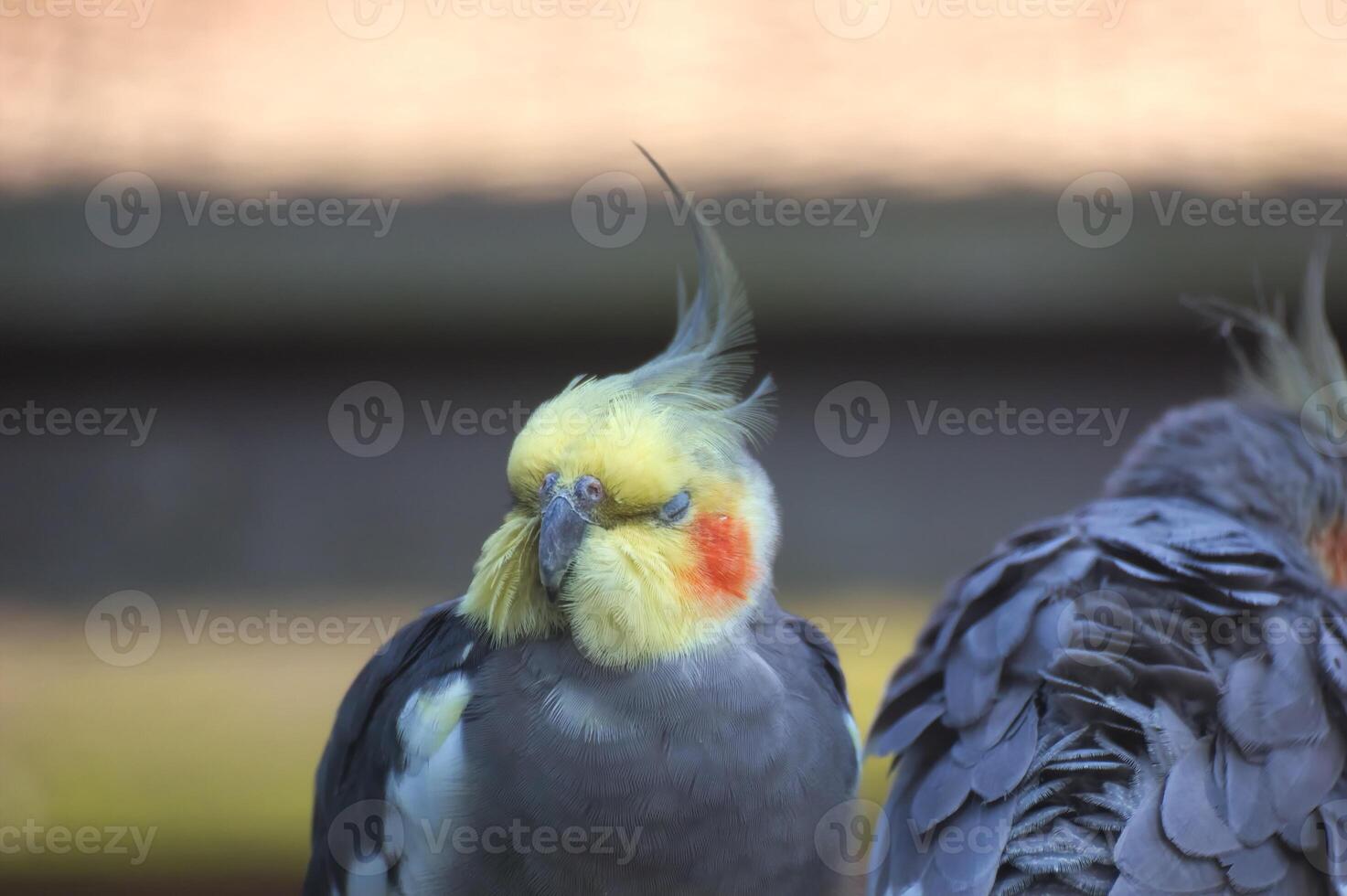 Cockatiel Nymphicus hollandicus with closed eyes. photo