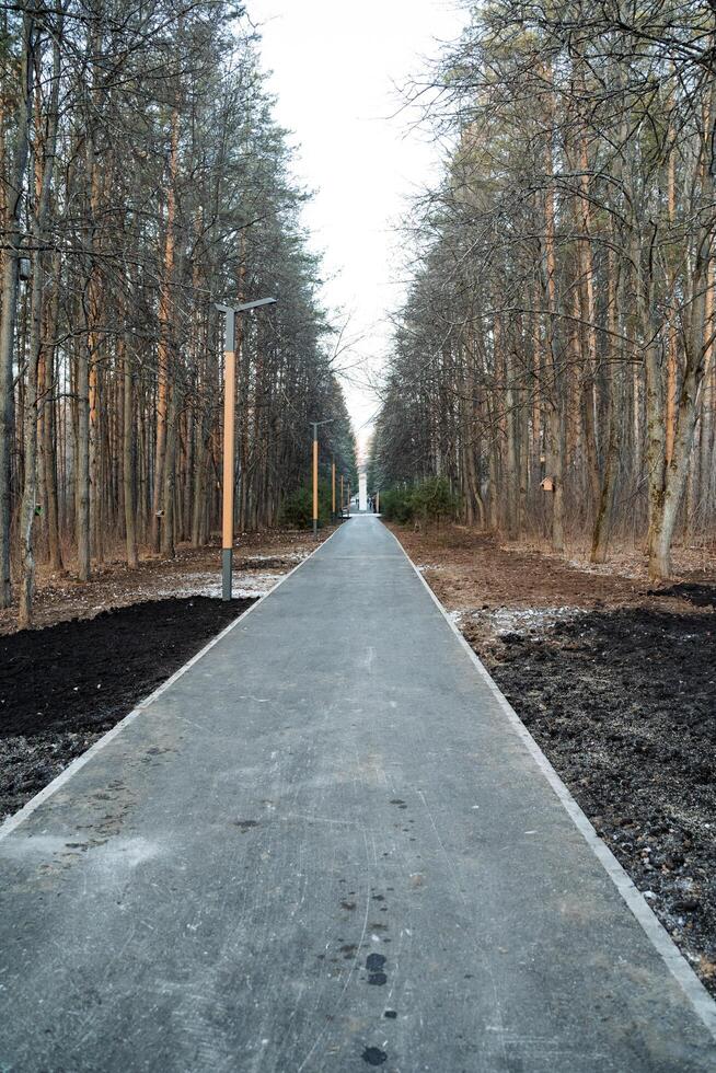 A road going through a forest with trees on both sides photo
