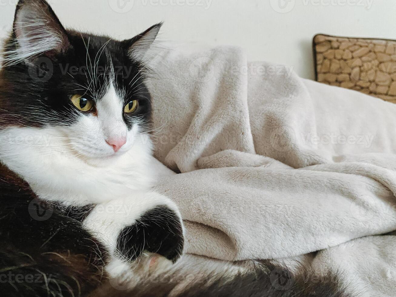 A beautiful black and white cat is peacefully laying on a soft and cozy blanket atop a comfortable bed, thoroughly enjoying its relaxing time in a warm, inviting, and pleasant environment photo