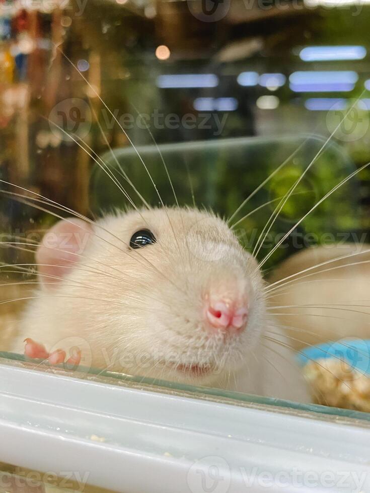 A detailed closeup shot of a small rat curiously peeking out of a window, showcasing its whiskers, fawn coloring, and distinct snout, surrounded by grass and other elements photo
