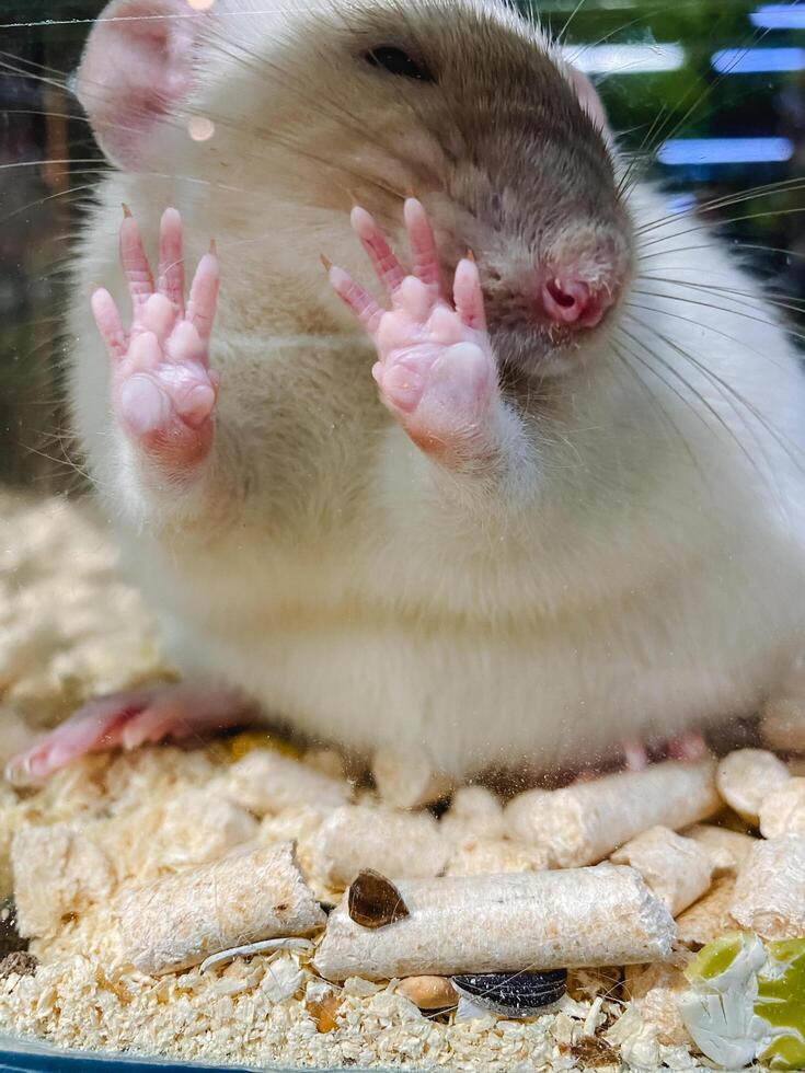 The image showcases a closeup view of a little hamsters delicate paws while it is nestled inside an enclosed glass cage, highlighting its tiny features and intricate details photo