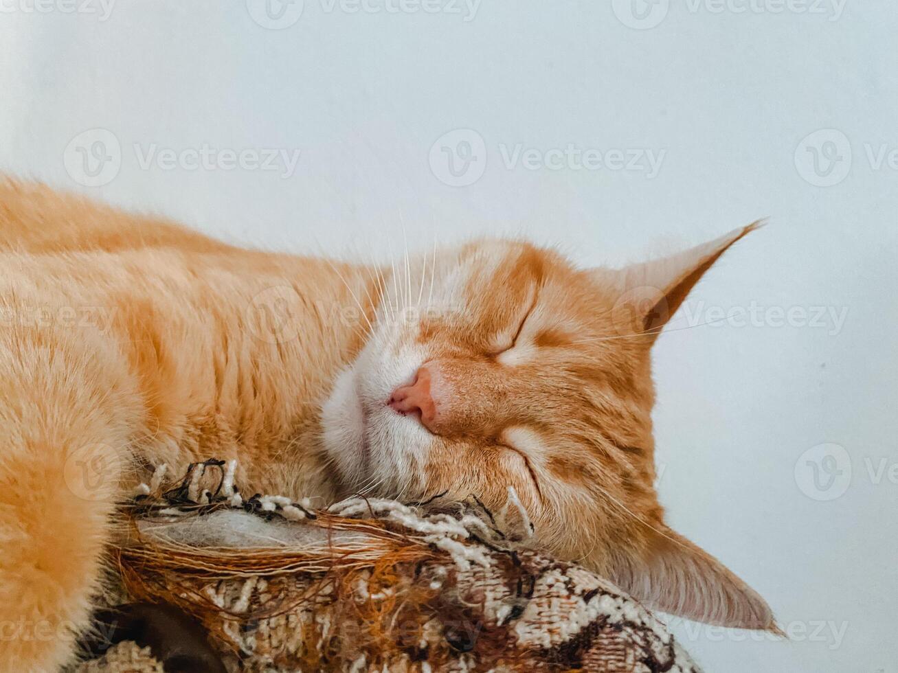 An orange and white cat is peacefully sleeping on a sturdy tree branch, enjoying the tranquil atmosphere high above the ground in the nature all around it, surrounded by leaves photo