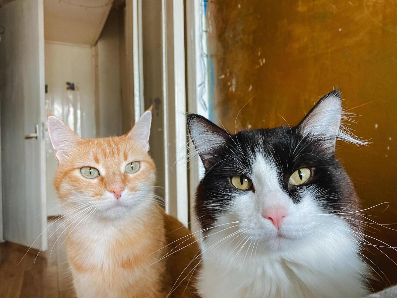 Two adorable cats are comfortably sitting next to each other while both of them are curiously looking directly at the camera, capturing a lovely moment that any cat lover would cherish photo