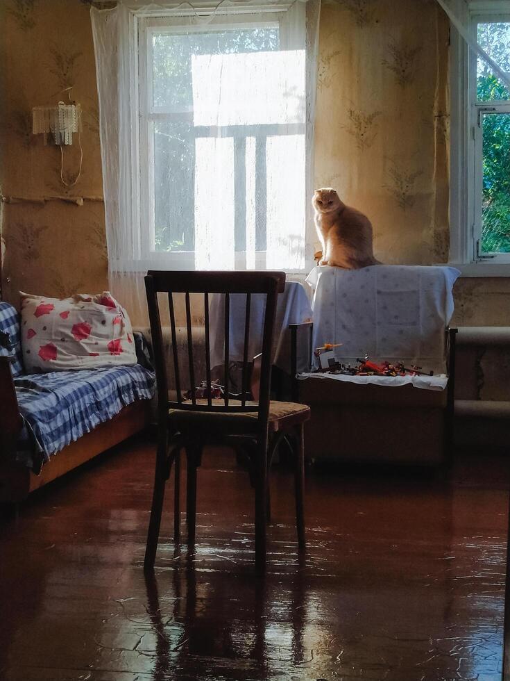 A cute cat is comfortably sitting on a stylish chair in a cozy living room setting, surrounded by beautiful furniture and warm wooden accents that enhance the interior design photo
