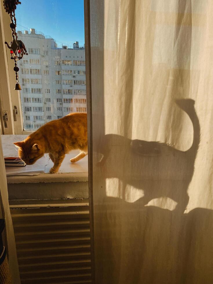 A beautiful cat balances on the sunlit window sill, casting an elegant shadow on the curtains, creating a captivating interplay of light and shadow that enchants onlookers photo