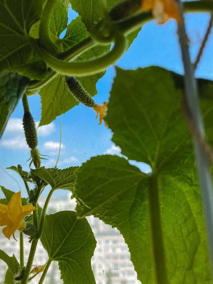 A beautiful plant featuring lush green leaves and vibrant yellow flowers beautifully contrasted against a bright blue sky that enhances its stunning appearance and charm photo