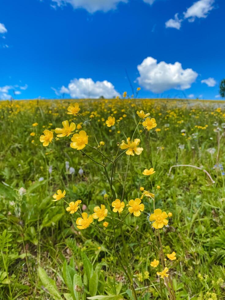 There exists a beautiful field filled with vibrant yellow flowers, contrasted by a clear blue sky visible in the background, creating a picturesque natural scene that enchants the viewer photo