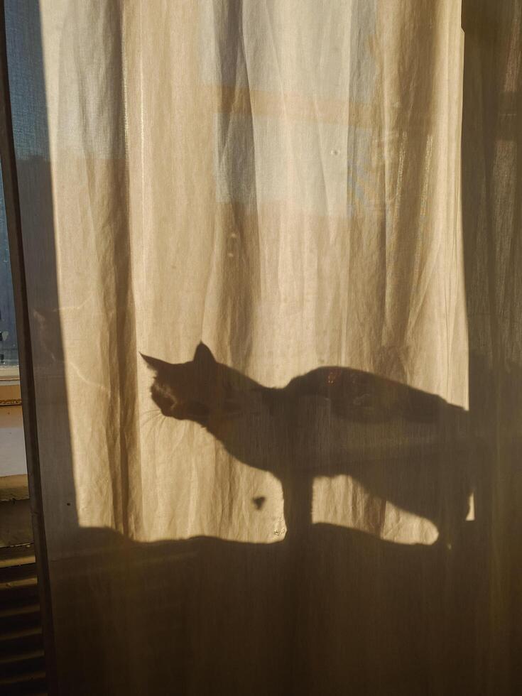 A shadow of a cat is cast on a window curtain photo