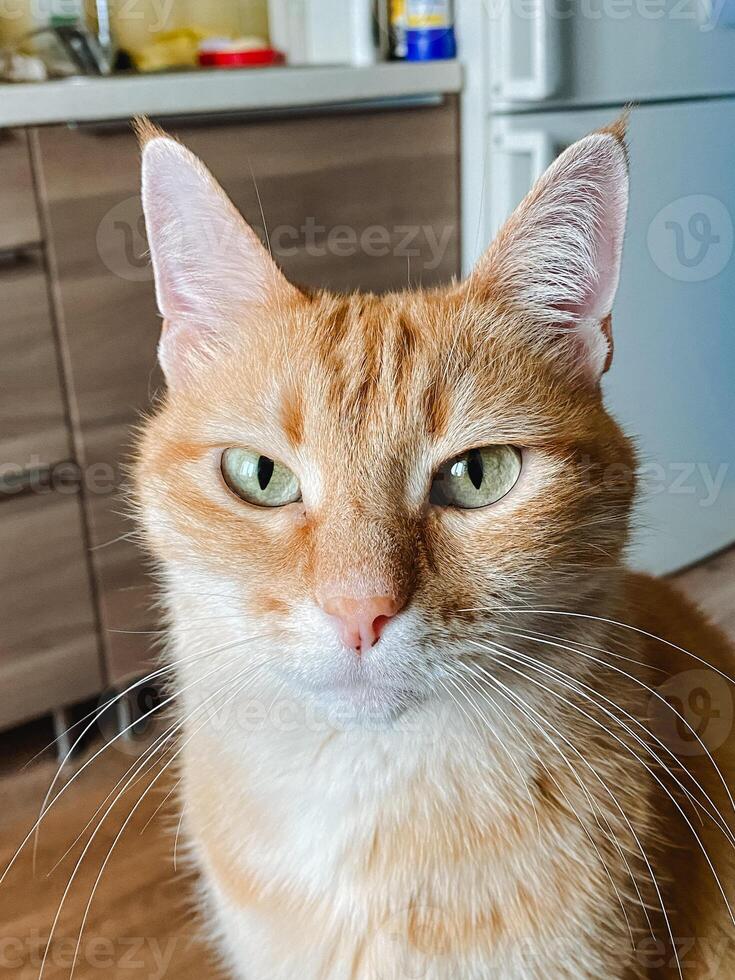 A detailed closeup view of an orange and white cat, with bright eyes, intently gazing at the camera lens, creating an adorable and captivating moment to behold for all viewers photo