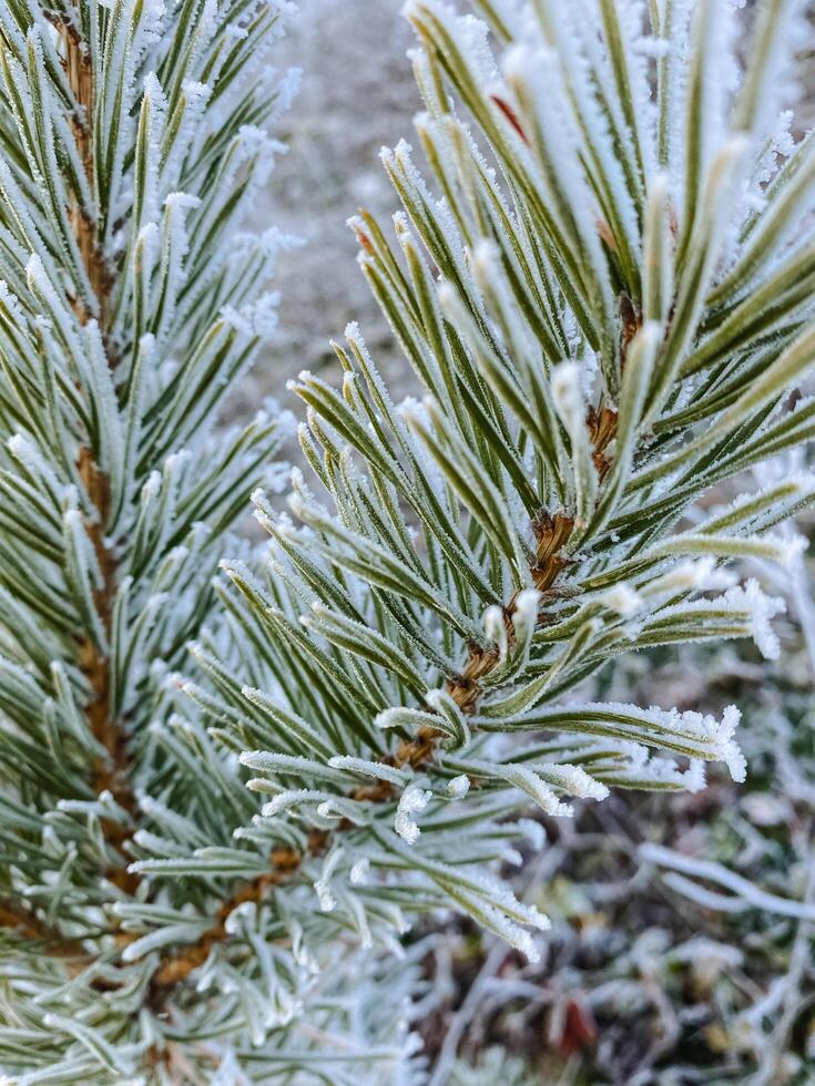 This image shows a closeup view of a pine tree branch that is beautifully covered in frost. The details highlight the natural beauty of the frozen environment surrounding it photo