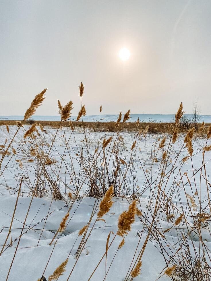 A vast field filled with tall grasses, now delicately blanketed in soft snow, as a beautiful sunset paints the sky with vibrant colors in the background, creating a stunning natural scene photo