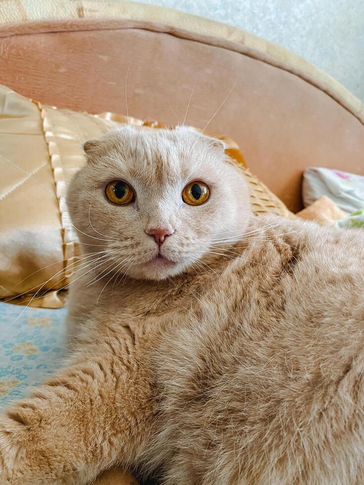 A beautiful Scottish Fold cat is comfortably laying on a cozy bed while curiously looking directly at the camera, showcasing its adorable features and lovely personality photo