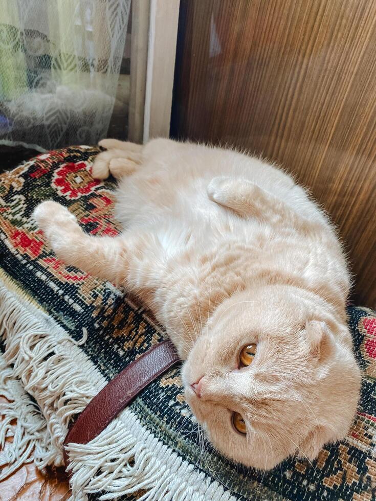 A cat is comfortably laying on its back on a soft, fluffy rug, fully enjoying its leisurely time in the warm, cozy surroundings of its home where it feels completely safe and relaxed photo